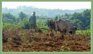 Pensons en paysan