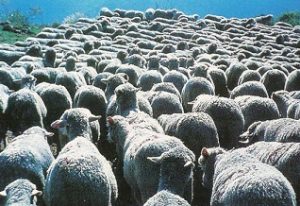 troupeau-moutons